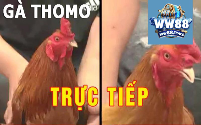 Giới Thiệu Về Đá Gà Thomo